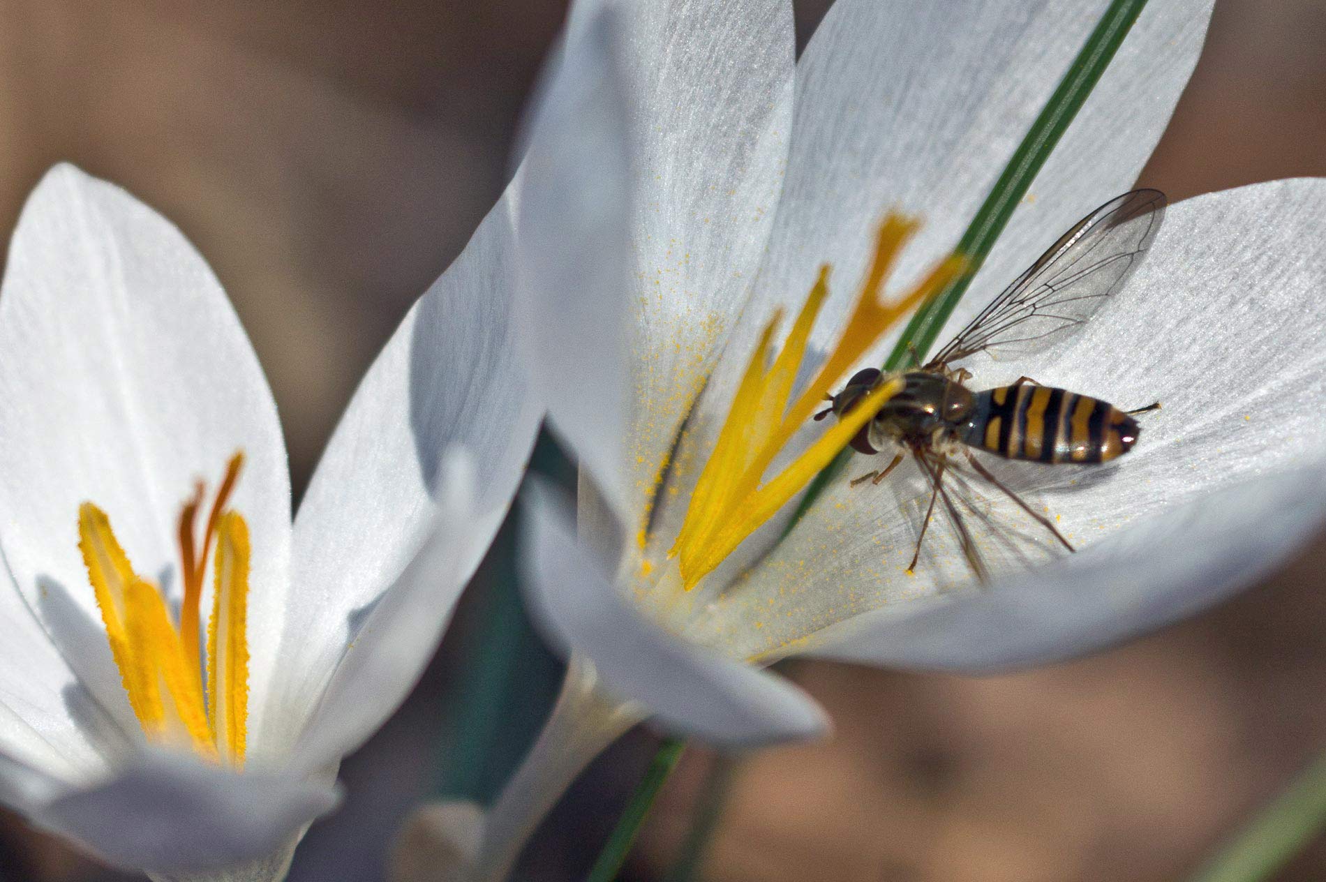 La natura incomincia risvegliarsi.